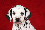 hundefotos dalmatiner