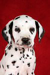 hundefotos dalmatiner