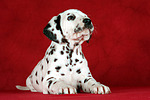 hundefotos dalmatiner