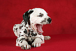 hundefotos dalmatiner