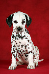 hundefotos dalmatiner