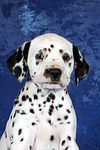 hundefotos dalmatiner