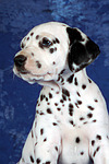hundefotos dalmatiner