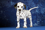 hundefotos dalmatiner