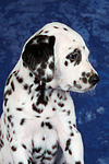 hundefotos dalmatiner