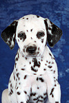 hundefotos dalmatiner