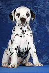 hundefotos dalmatiner