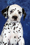hundefotos dalmatiner