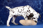 hundefotos dalmatiner