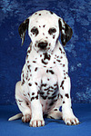 hundefotos dalmatiner