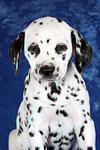 hundefotos dalmatiner