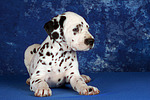 hundefotos dalmatiner