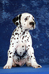 hundefotos dalmatiner