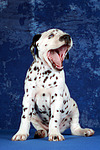 hundefotos dalmatiner