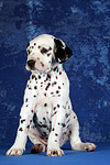 hundefotos dalmatiner