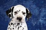 hundefotos dalmatiner