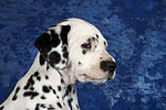 hundefotos dalmatiner