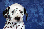 hundefotos dalmatiner