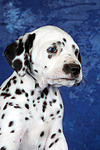 hundefotos dalmatiner