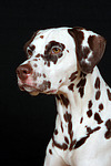 hundefotos dalmatiner