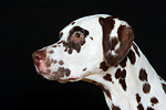 hundefotos dalmatiner