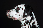 hundefotos dalmatiner