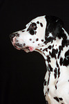 hundefotos dalmatiner