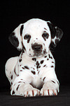 hundefotos dalmatiner
