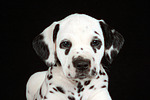 hundefotos dalmatiner