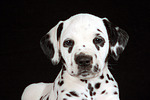 hundefotos dalmatiner