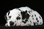 hundefotos dalmatiner