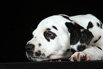 hundefotos dalmatiner