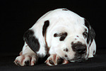 hundefotos dalmatiner