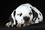 hundefotos dalmatiner