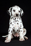 hundefotos dalmatiner