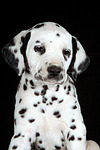 hundefotos dalmatiner