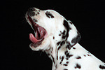 hundefotos dalmatiner