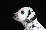 hundefotos dalmatiner