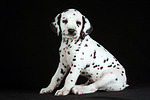 hundefotos dalmatiner