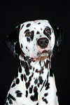 hundefotos dalmatiner