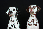 hundefotos dalmatiner