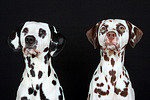 hundefotos dalmatiner