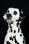hundefotos dalmatiner