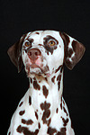 hundefotos dalmatiner