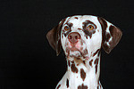 hundefotos dalmatiner