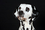 hundefotos dalmatiner