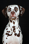hundefotos dalmatiner