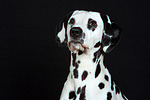 hundefotos dalmatiner