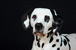 hundefotos dalmatiner