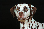 hundefotos dalmatiner